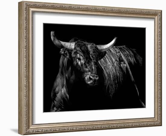 Brindle Rodeo Bull-Julie Chapman-Framed Art Print