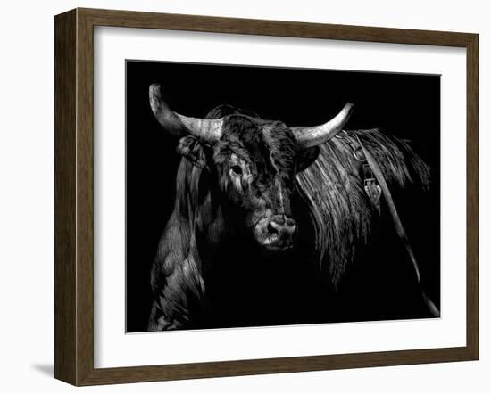 Brindle Rodeo Bull-Julie Chapman-Framed Art Print