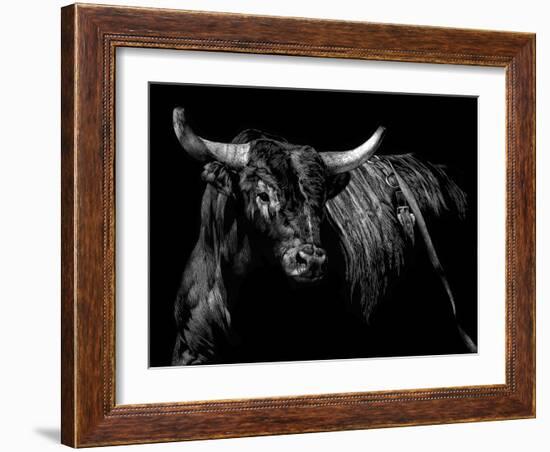Brindle Rodeo Bull-Julie Chapman-Framed Art Print
