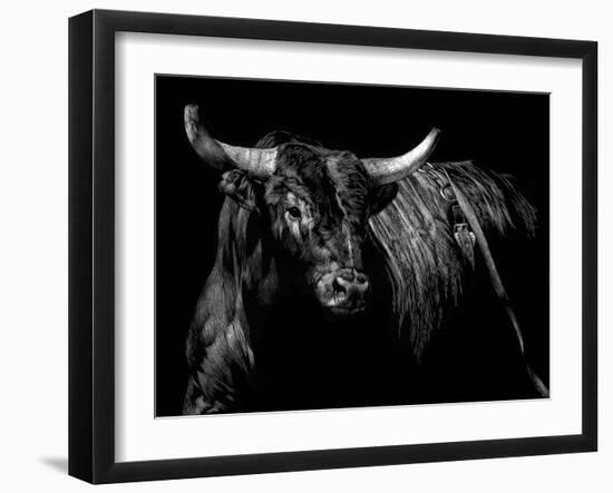 Brindle Rodeo Bull-Julie Chapman-Framed Art Print