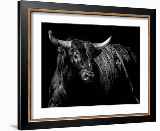 Brindle Rodeo Bull-Julie Chapman-Framed Art Print