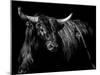 Brindle Rodeo Bull-Julie Chapman-Mounted Art Print