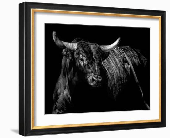 Brindle Rodeo Bull-Julie Chapman-Framed Art Print