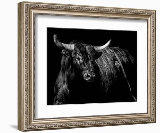 Brindle Rodeo Bull-Julie Chapman-Framed Art Print