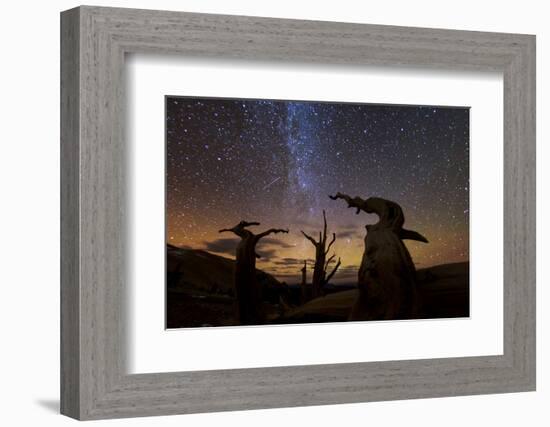 Bristlecone pine, Ancient Bristlecone Pine Forest, White Mountains, California-Art Wolfe-Framed Photographic Print