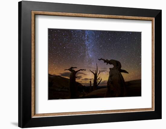 Bristlecone pine, Ancient Bristlecone Pine Forest, White Mountains, California-Art Wolfe-Framed Photographic Print