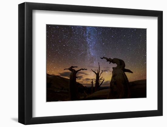 Bristlecone pine, Ancient Bristlecone Pine Forest, White Mountains, California-Art Wolfe-Framed Photographic Print