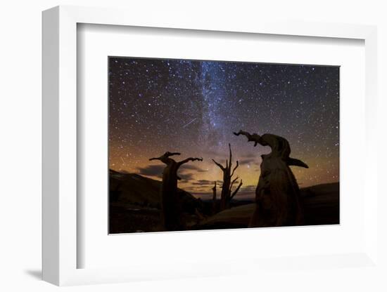 Bristlecone pine, Ancient Bristlecone Pine Forest, White Mountains, California-Art Wolfe-Framed Photographic Print