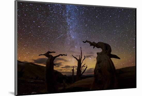 Bristlecone pine, Ancient Bristlecone Pine Forest, White Mountains, California-Art Wolfe-Mounted Photographic Print