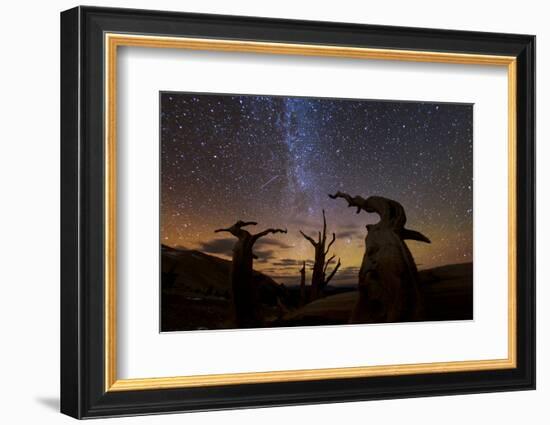 Bristlecone pine, Ancient Bristlecone Pine Forest, White Mountains, California-Art Wolfe-Framed Photographic Print