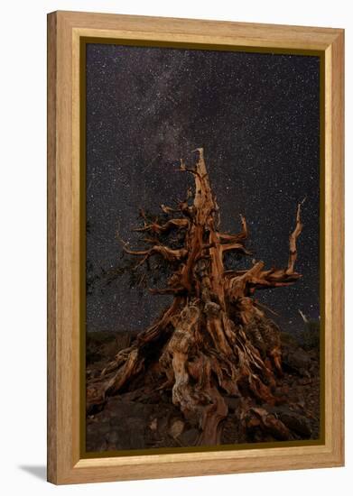 Bristlecone pine and Milky Way, White Mountains, Inyo National Forest, California-Adam Jones-Framed Premier Image Canvas