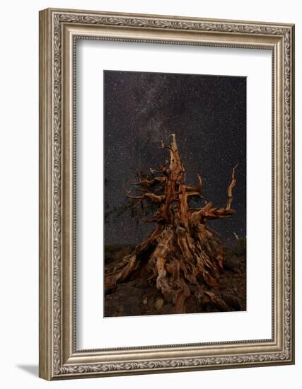 Bristlecone pine and Milky Way, White Mountains, Inyo National Forest, California-Adam Jones-Framed Photographic Print