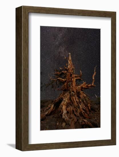 Bristlecone pine and Milky Way, White Mountains, Inyo National Forest, California-Adam Jones-Framed Photographic Print