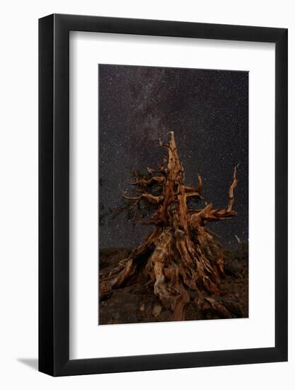 Bristlecone pine and Milky Way, White Mountains, Inyo National Forest, California-Adam Jones-Framed Photographic Print