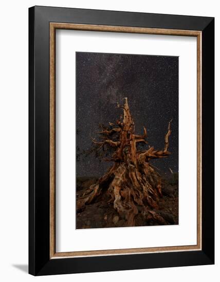 Bristlecone pine and Milky Way, White Mountains, Inyo National Forest, California-Adam Jones-Framed Photographic Print