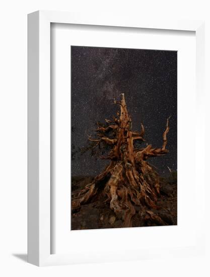 Bristlecone pine and Milky Way, White Mountains, Inyo National Forest, California-Adam Jones-Framed Photographic Print