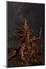 Bristlecone pine and Milky Way, White Mountains, Inyo National Forest, California-Adam Jones-Mounted Photographic Print