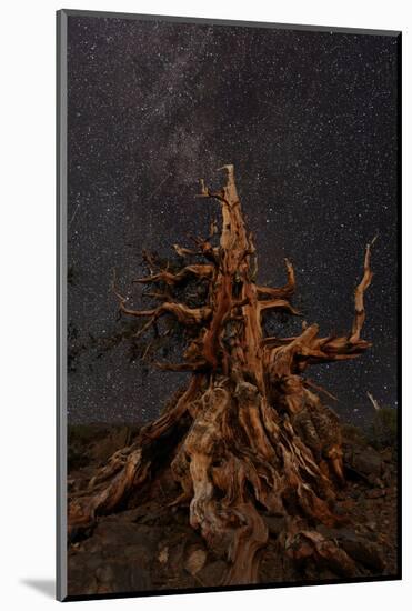 Bristlecone pine and Milky Way, White Mountains, Inyo National Forest, California-Adam Jones-Mounted Photographic Print