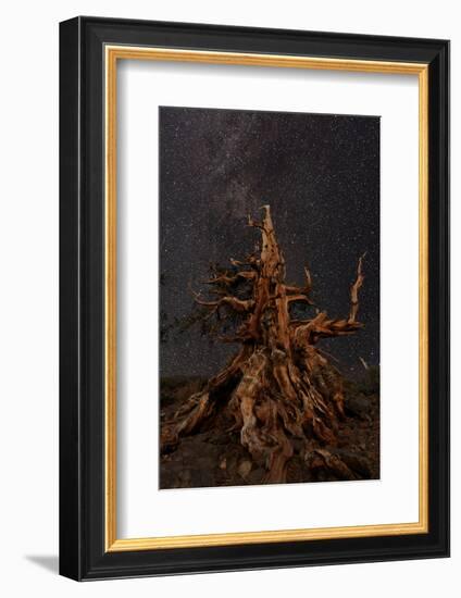 Bristlecone pine and Milky Way, White Mountains, Inyo National Forest, California-Adam Jones-Framed Photographic Print