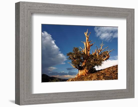 Bristlecone pine at sunset, White Mountains, Inyo National Forest, California-Adam Jones-Framed Photographic Print