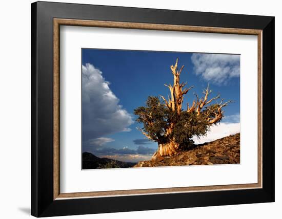 Bristlecone pine at sunset, White Mountains, Inyo National Forest, California-Adam Jones-Framed Photographic Print