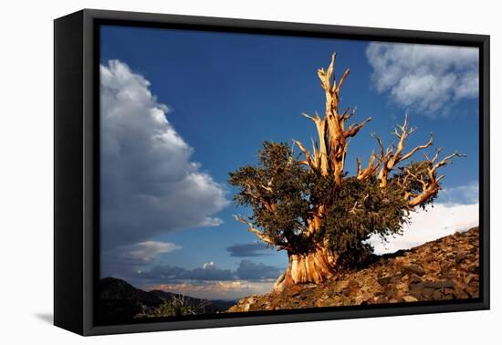 Bristlecone pine at sunset, White Mountains, Inyo National Forest, California-Adam Jones-Framed Premier Image Canvas