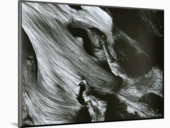 Bristlecone Pine, California, 1977-Brett Weston-Mounted Photographic Print