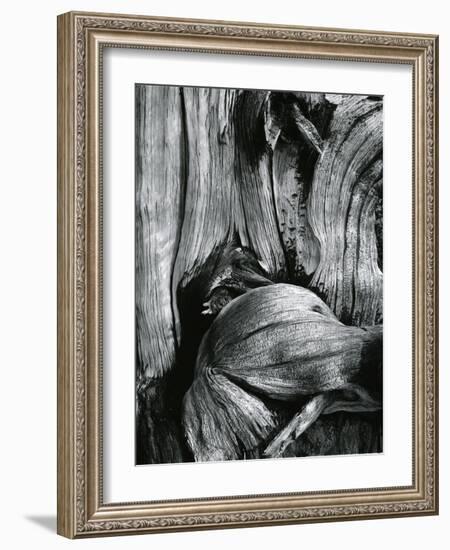 Bristlecone Pine, California, 1977-Brett Weston-Framed Photographic Print