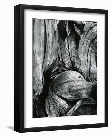 Bristlecone Pine, California, 1977-Brett Weston-Framed Photographic Print