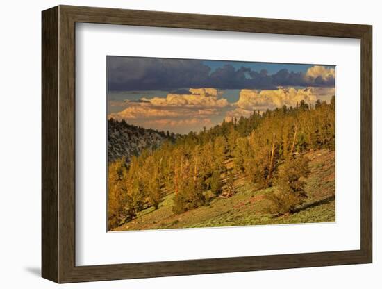 Bristlecone pine forest at sunset, White Mountains, Inyo National Forest, California-Adam Jones-Framed Photographic Print
