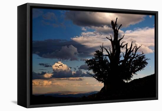 Bristlecone pine silhouetted at sunset, White Mountains, Inyo National Forest, California-Adam Jones-Framed Premier Image Canvas