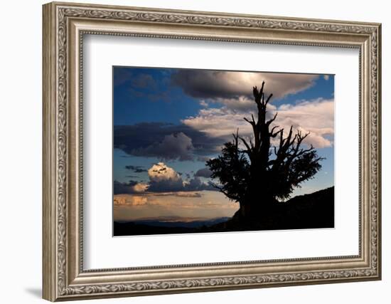 Bristlecone pine silhouetted at sunset, White Mountains, Inyo National Forest, California-Adam Jones-Framed Photographic Print