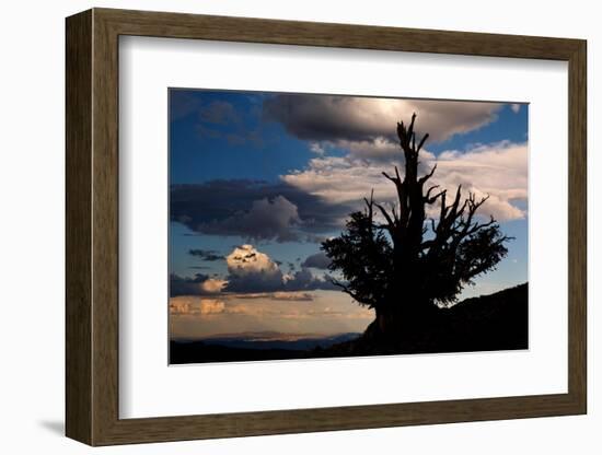 Bristlecone pine silhouetted at sunset, White Mountains, Inyo National Forest, California-Adam Jones-Framed Photographic Print