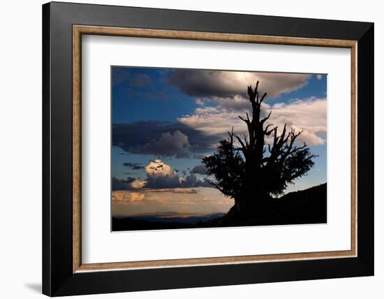 Bristlecone pine silhouetted at sunset, White Mountains, Inyo National Forest, California-Adam Jones-Framed Photographic Print