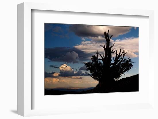 Bristlecone pine silhouetted at sunset, White Mountains, Inyo National Forest, California-Adam Jones-Framed Photographic Print