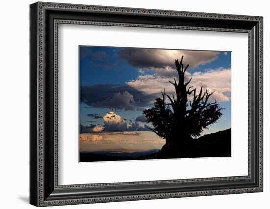 Bristlecone pine silhouetted at sunset, White Mountains, Inyo National Forest, California-Adam Jones-Framed Photographic Print