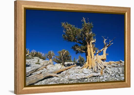 Bristlecone Pine-DLILLC-Framed Premier Image Canvas