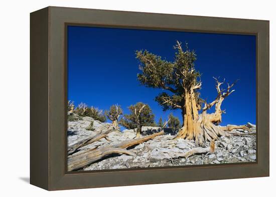 Bristlecone Pine-DLILLC-Framed Premier Image Canvas