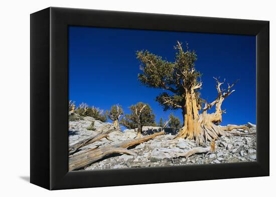 Bristlecone Pine-DLILLC-Framed Premier Image Canvas