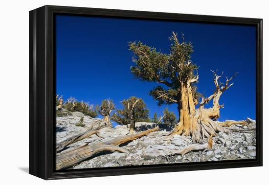 Bristlecone Pine-DLILLC-Framed Premier Image Canvas