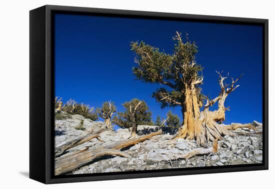 Bristlecone Pine-DLILLC-Framed Premier Image Canvas