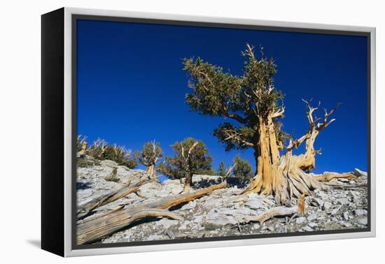 Bristlecone Pine-DLILLC-Framed Premier Image Canvas