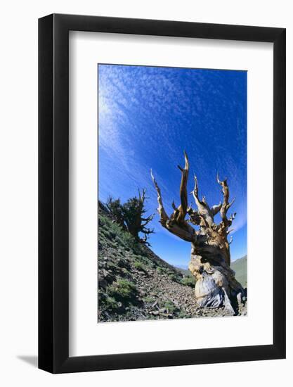 Bristlecone Pine-DLILLC-Framed Photographic Print