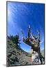 Bristlecone Pine-DLILLC-Mounted Photographic Print