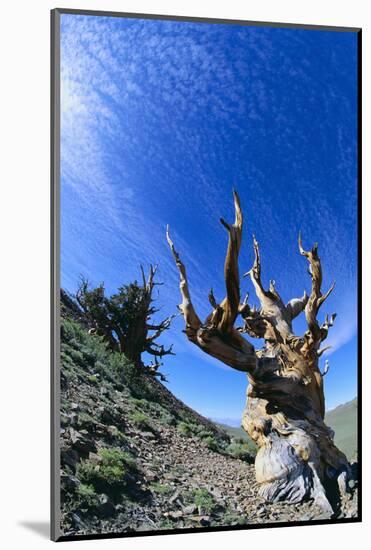 Bristlecone Pine-DLILLC-Mounted Photographic Print