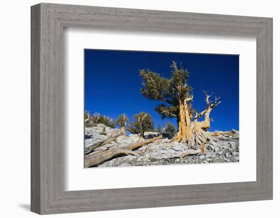 Bristlecone Pine-DLILLC-Framed Photographic Print