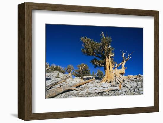 Bristlecone Pine-DLILLC-Framed Photographic Print