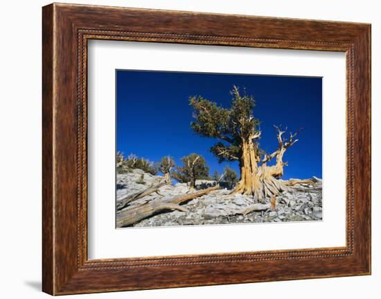 Bristlecone Pine-DLILLC-Framed Photographic Print