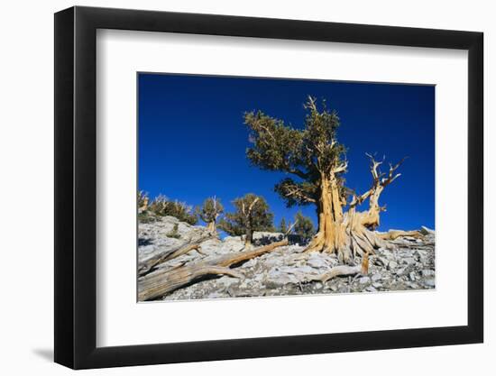 Bristlecone Pine-DLILLC-Framed Photographic Print