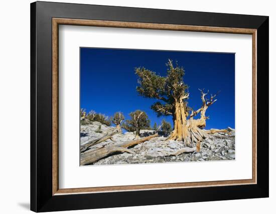 Bristlecone Pine-DLILLC-Framed Photographic Print